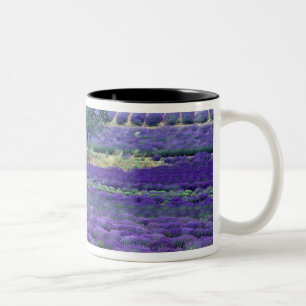 Lavender fields, Vence, Provence, France Two-Tone Coffee Mug