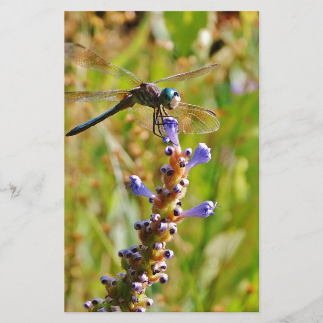 Lavender flower dragonfly (Front)