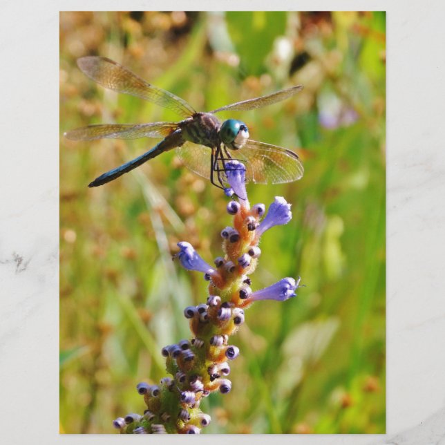 Lavender flower dragonfly (Front)