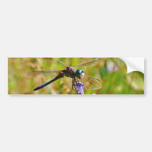Lavender flower dragonfly bumper sticker