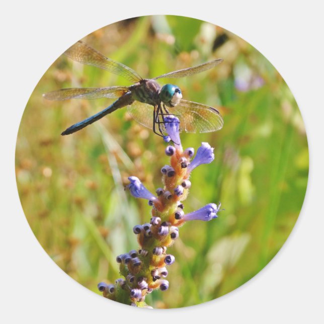 Lavender flower dragonfly classic round sticker (Front)