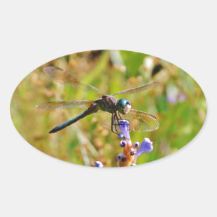 Lavender flower dragonfly oval sticker