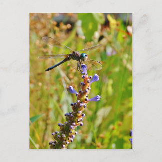 Lavender flower dragonfly postcard