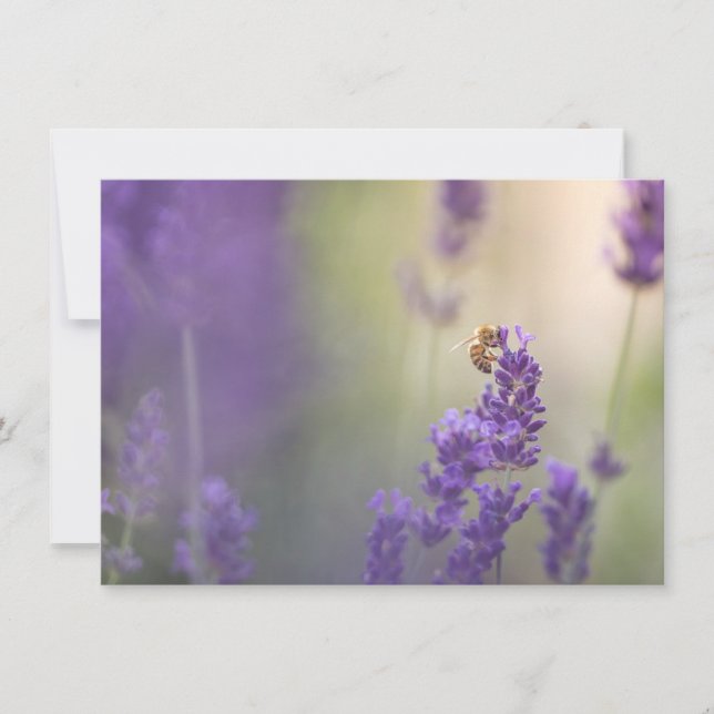 Lavender Flower Honeybee Nature Photo Card (Front)