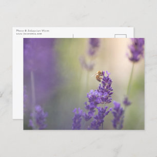 Lavender Flower Honeybee Nature Photo Postcard