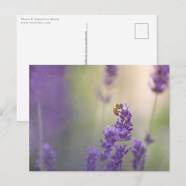 Lavender Flower Honeybee Nature Photo Postcard (Front/Back)