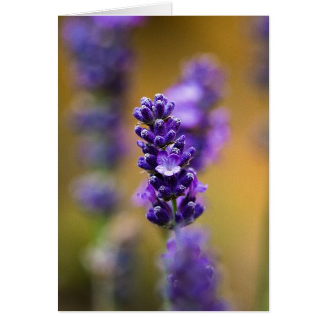 Lavender flower macro photography (Front)