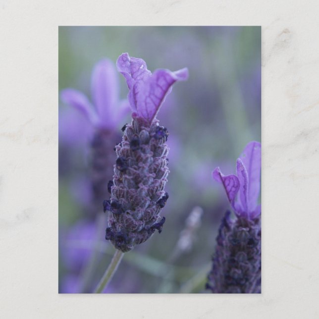 Lavender Flower Photo Postcard  (Front)