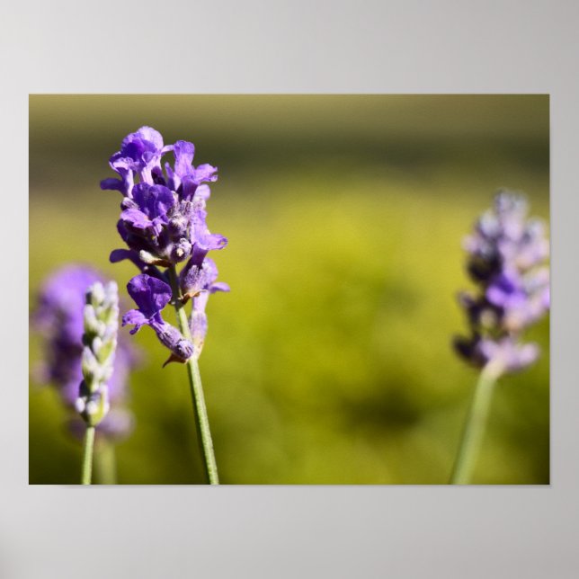Lavender Flower Poster (Front)