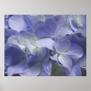 Lavender Flower Poster