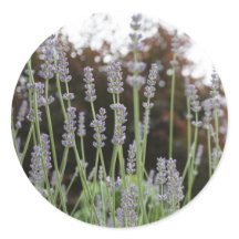 Lavender Flower Round Stickers