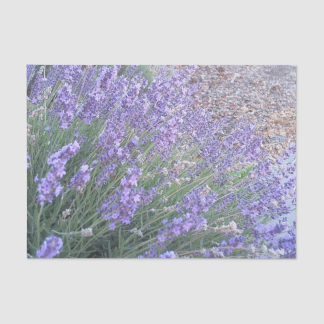 Lavender Flower Tissue Paper | Nature Photography (Front)