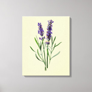 Lavender Flowers Canvas Print