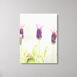 Lavender Flowers Canvas Print