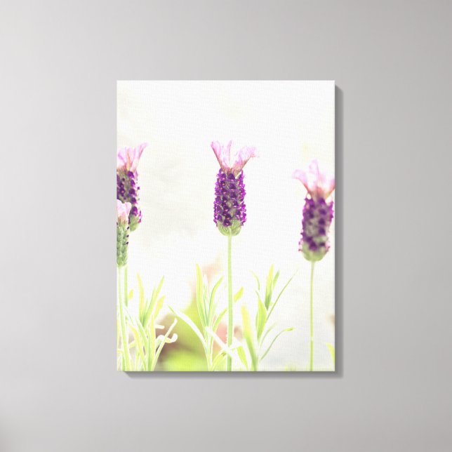 Lavender Flowers Canvas Print (Front)