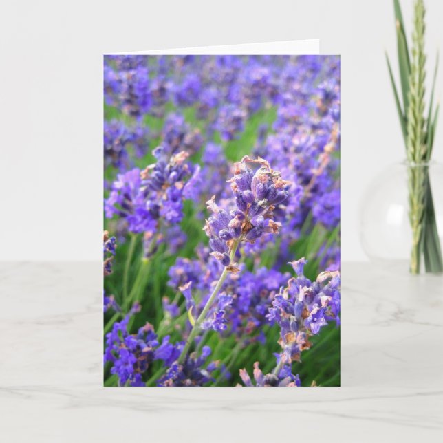 Lavender flowers - Card (Front)