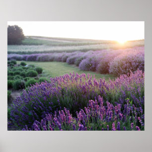 Lavender Flowers Field Poster