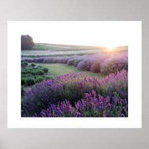 Lavender Flowers Field Poster