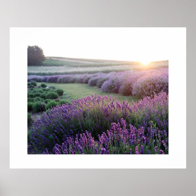 Lavender Flowers Field Poster (Front)