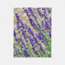 Lavender flowers 