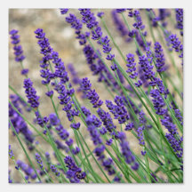 Lavender flowers 