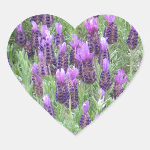 Lavender Flowers Heart Sticker