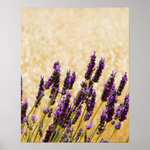 Lavender flowers in a field, Siena Province, Poster