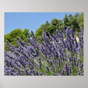 Lavender flowers in field at summer, Provence Poster