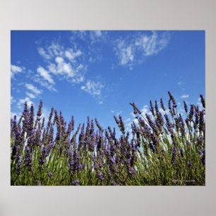 Lavender flowers in field on blue sky in summer, poster