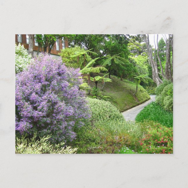Lavender flowers in New Zealand. Postcard (Front)