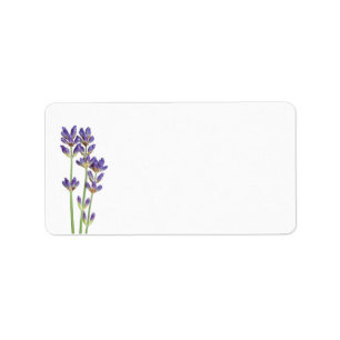 Lavender Flowers Isolated On White Background Label