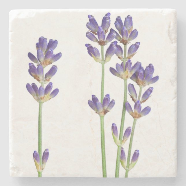Lavender Flowers Isolated On White Background Stone Coaster (Front)