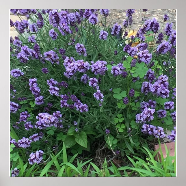 Lavender Flowers Photo Poster (Front)