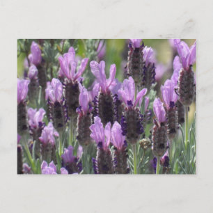 Lavender Flowers Postcard