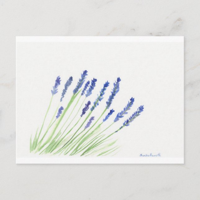 Lavender flowers postcard (Front)
