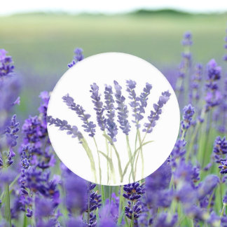 Lavender flowers Purple Floral Watercolor Classic Round Sticker