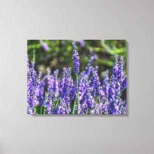 Lavender flowers up close canvas print
