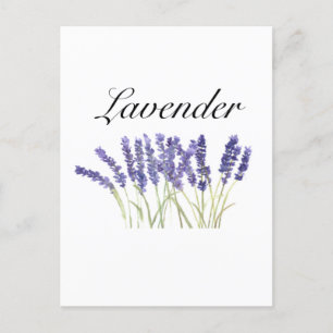 Lavender flowers watercolor herbs purple chic postcard
