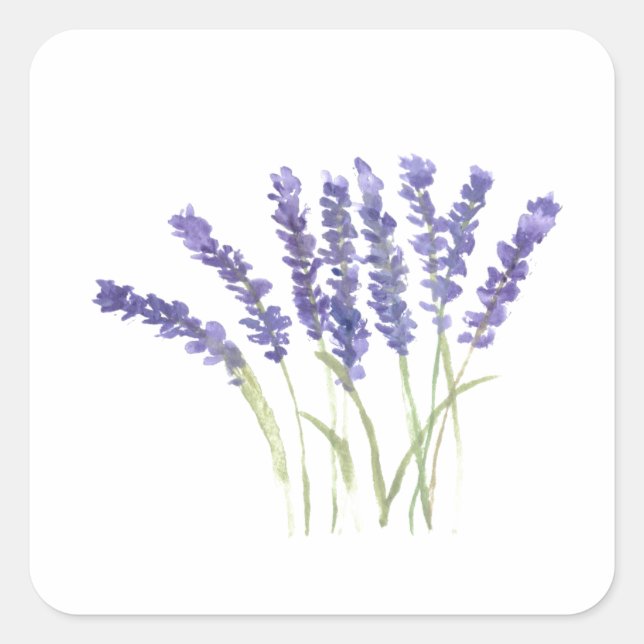 Lavender flowers watercolor rustic herbs square st sticker (Front)
