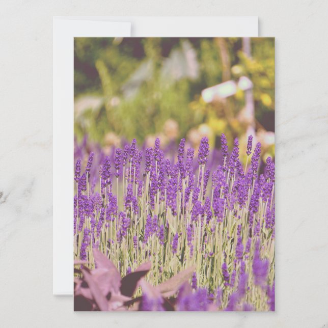 Lavender Garden Photographic Print (Front)