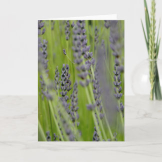Lavender Greeting Card