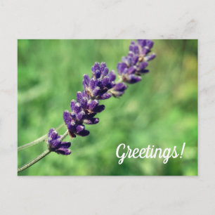 Lavender Greetings Postcard