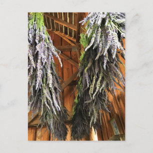 Lavender Hanging in a Barn Postcard