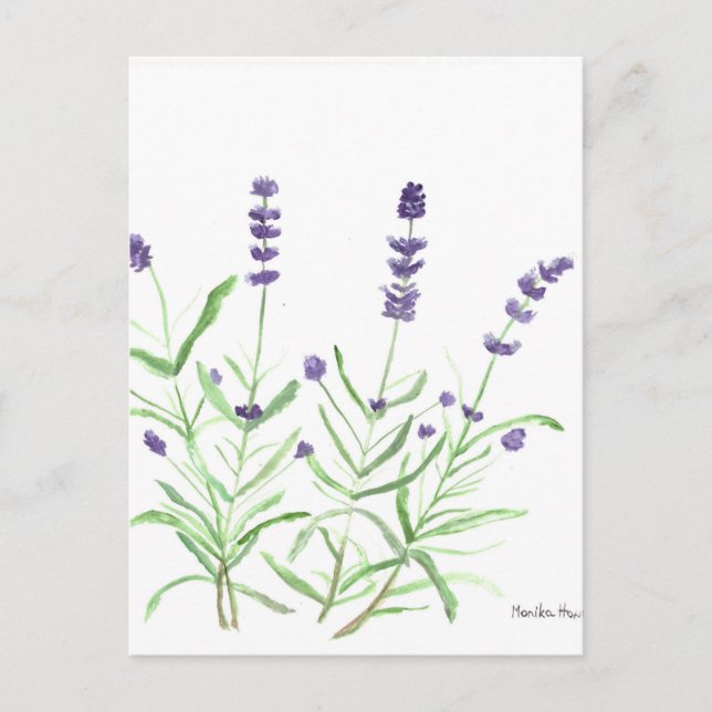 Lavender herb botanical print postcard (Front)