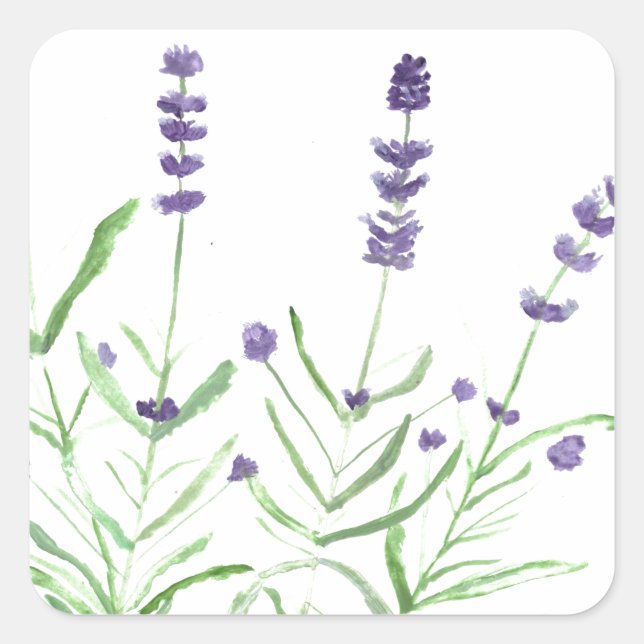 Lavender herb botanical watercolor purple rustic square sticker (Front)