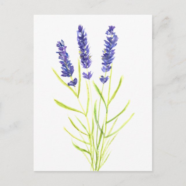Lavender herb Lavender flowers watercolour Postcard (Front)