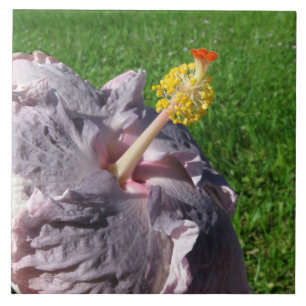 Lavender Hibiscus Flower Tile