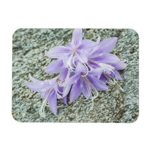lavender hosta flowers in full bloom magnet