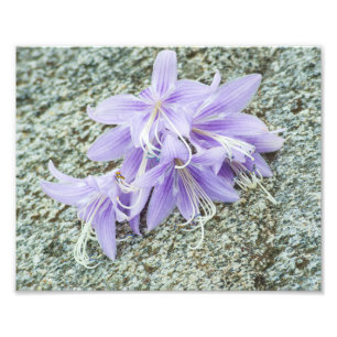 lavender hosta flowers in full bloom photo print