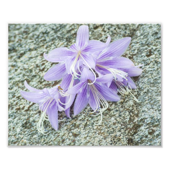 lavender hosta flowers in full bloom  photo print (Front)